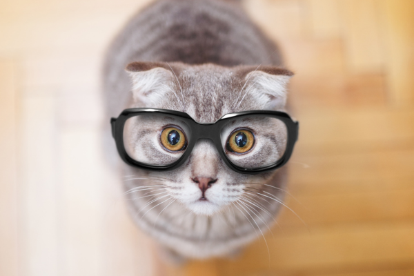 La Visione del Gatto: Svelato il Mistero della Percezione Visiva Felina La Visione del Gatto: Svelato il Mistero della Percezione Visiva Felina